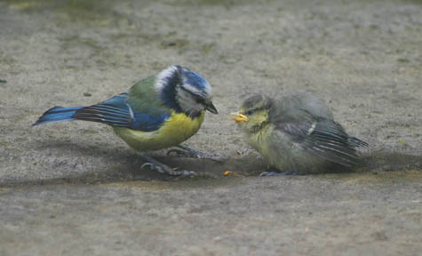 Blue tit with chick