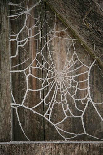 Spider's Web 7860